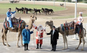 Sydney Camel Races Promotion