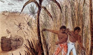 Slaves cultivating sugar cane in the West Indies