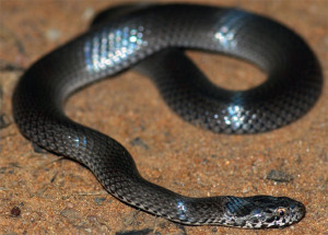 rekha bhatta - ornamental snake